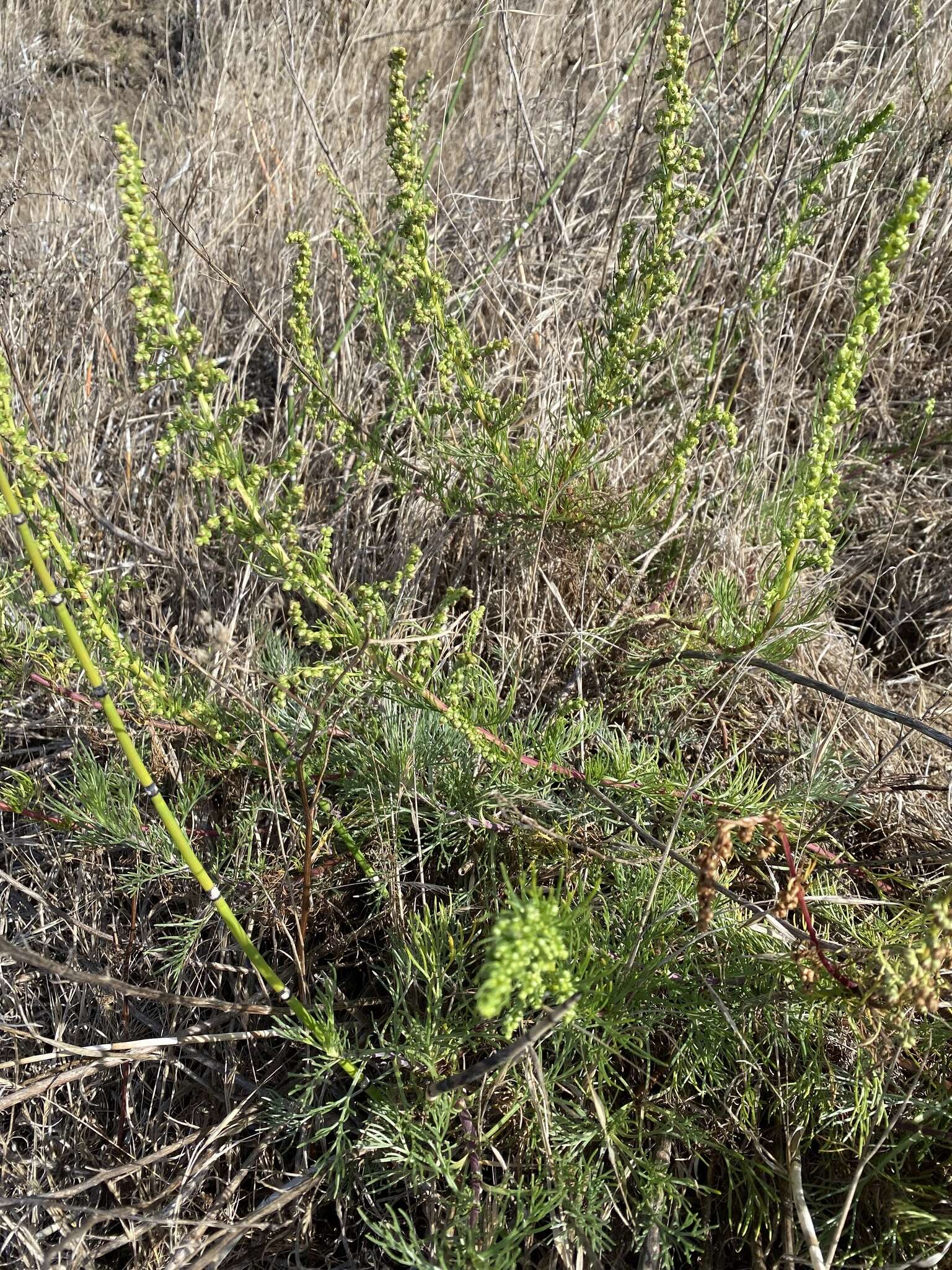 Image of Pacific wormwood