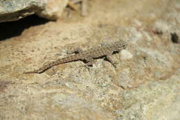 Image of Blandford's Semaphore Gecko