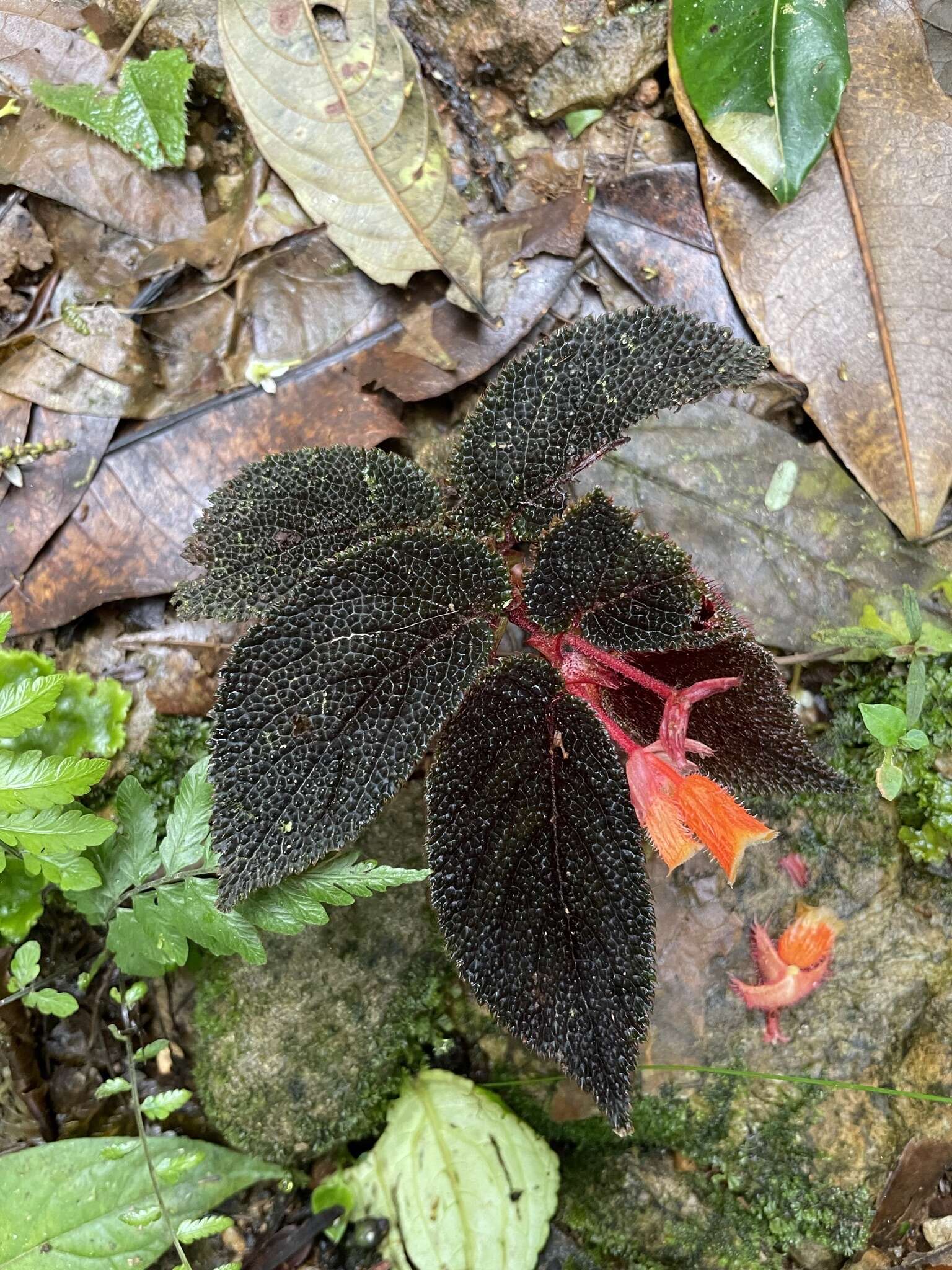 Слика од Begonia lehmannii (Irmsch.) L. B. Sm. & B. G. Schub.