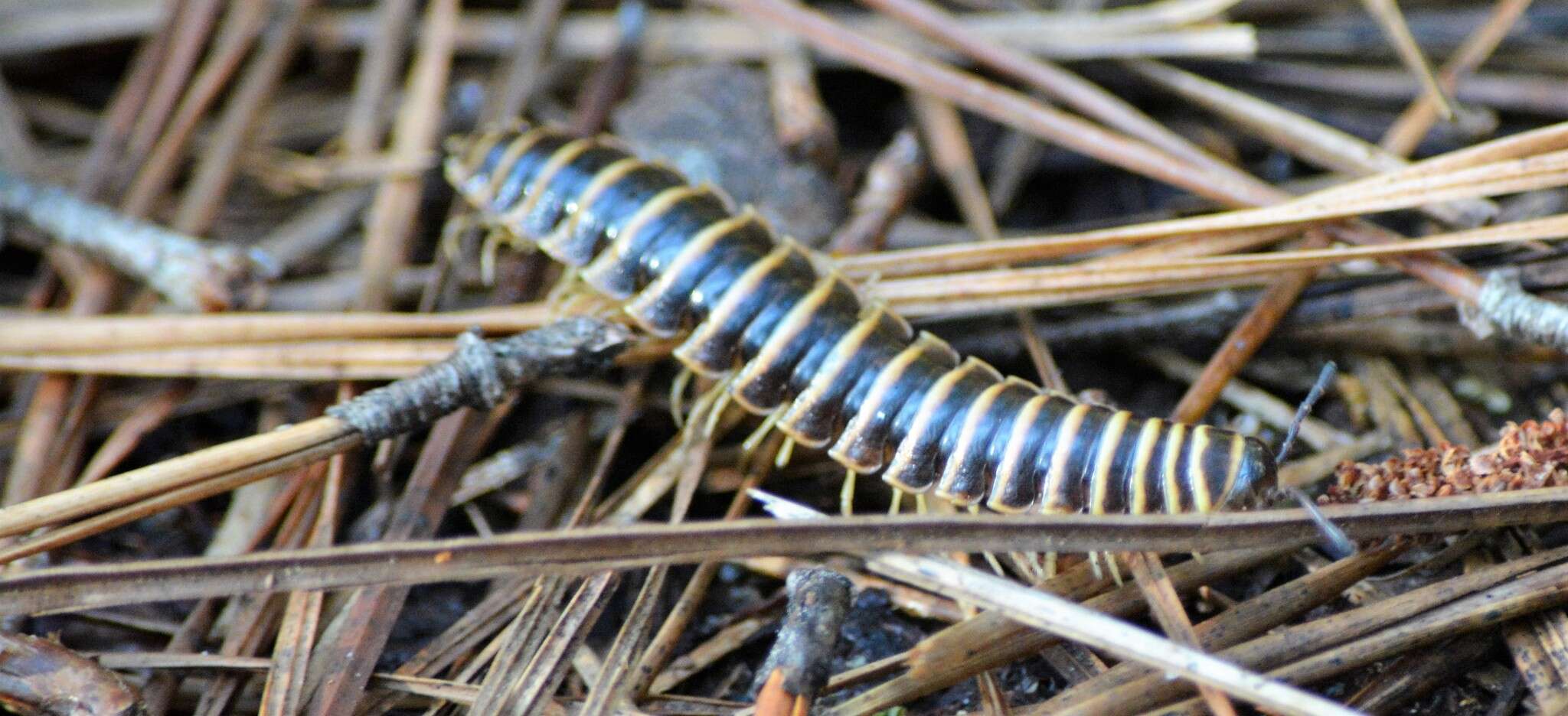 Image of Pleuroloma plana Shelley 1980