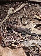 Image of Rainbow Ameiva