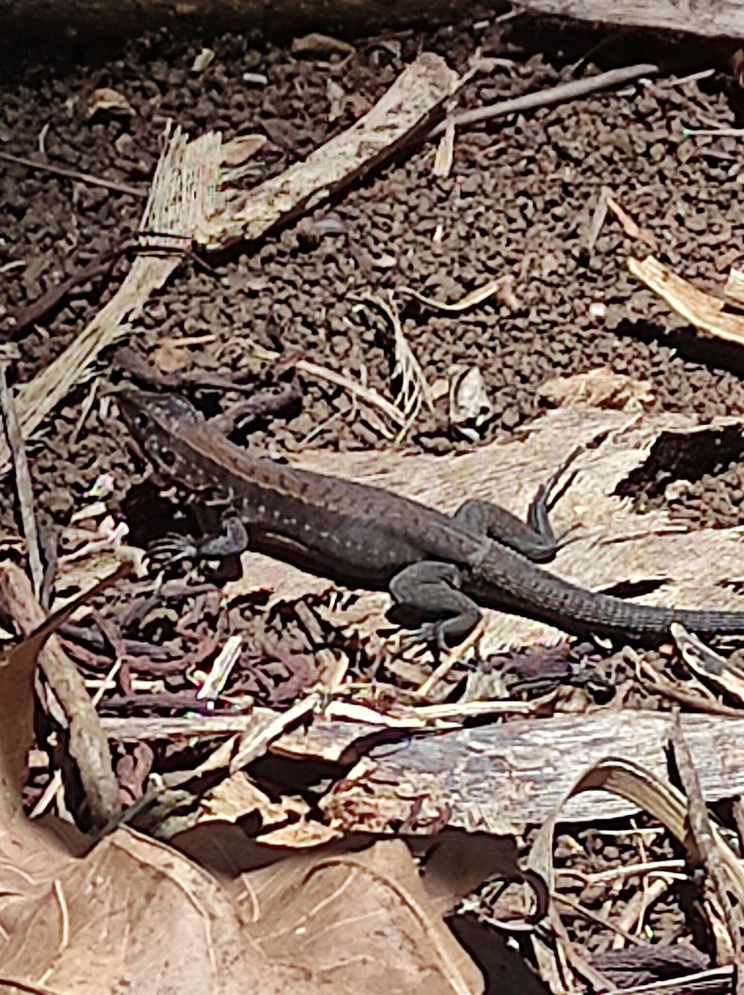 Image of Rainbow Ameiva