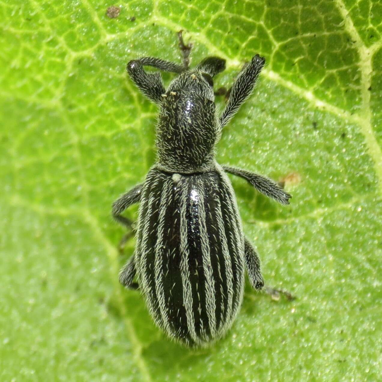 Image of Myrmex vandykei Sleeper 1970