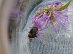 Слика од Bombus occidentalis occidentalis Greene 1858