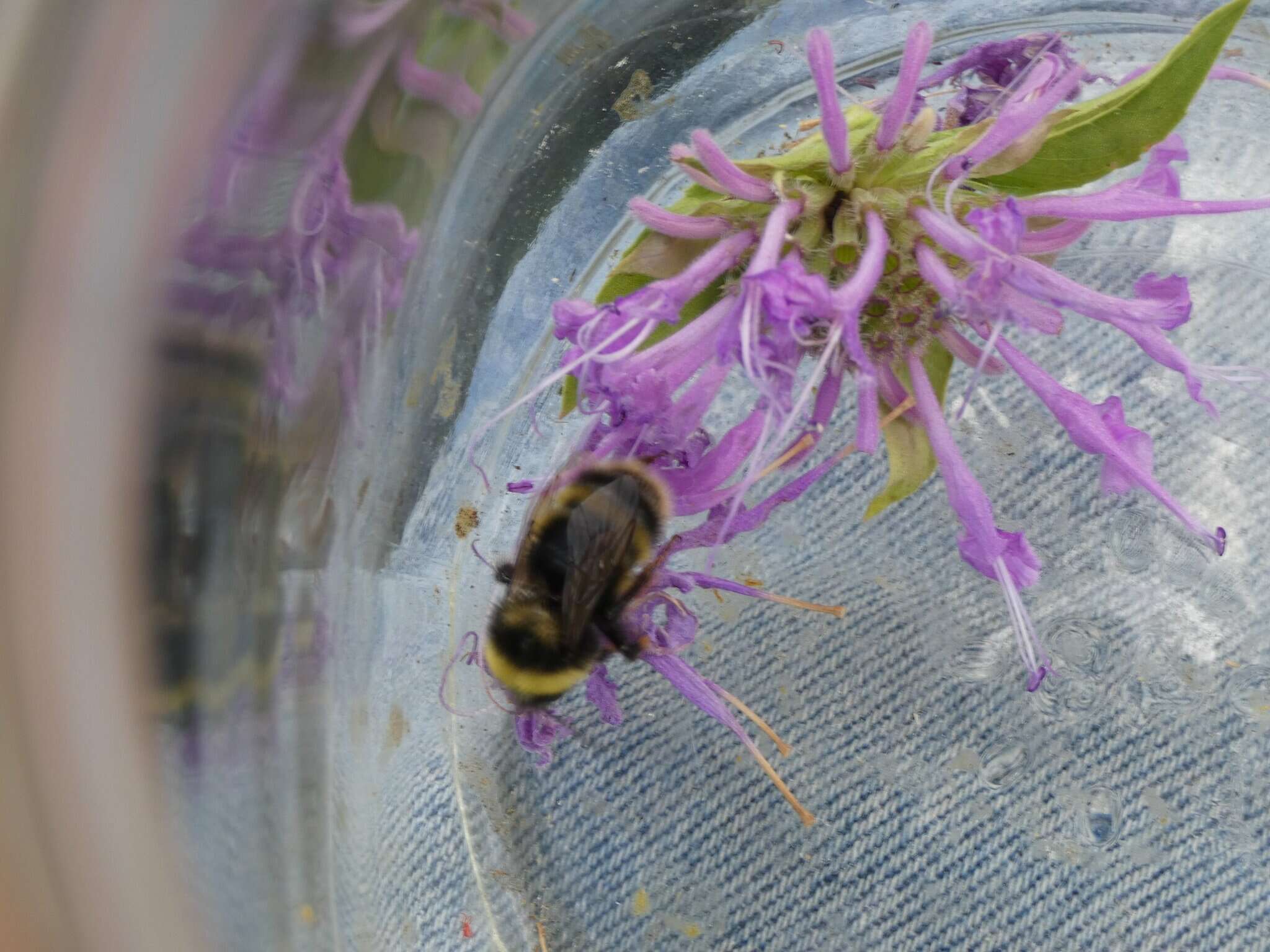 Слика од Bombus occidentalis occidentalis Greene 1858