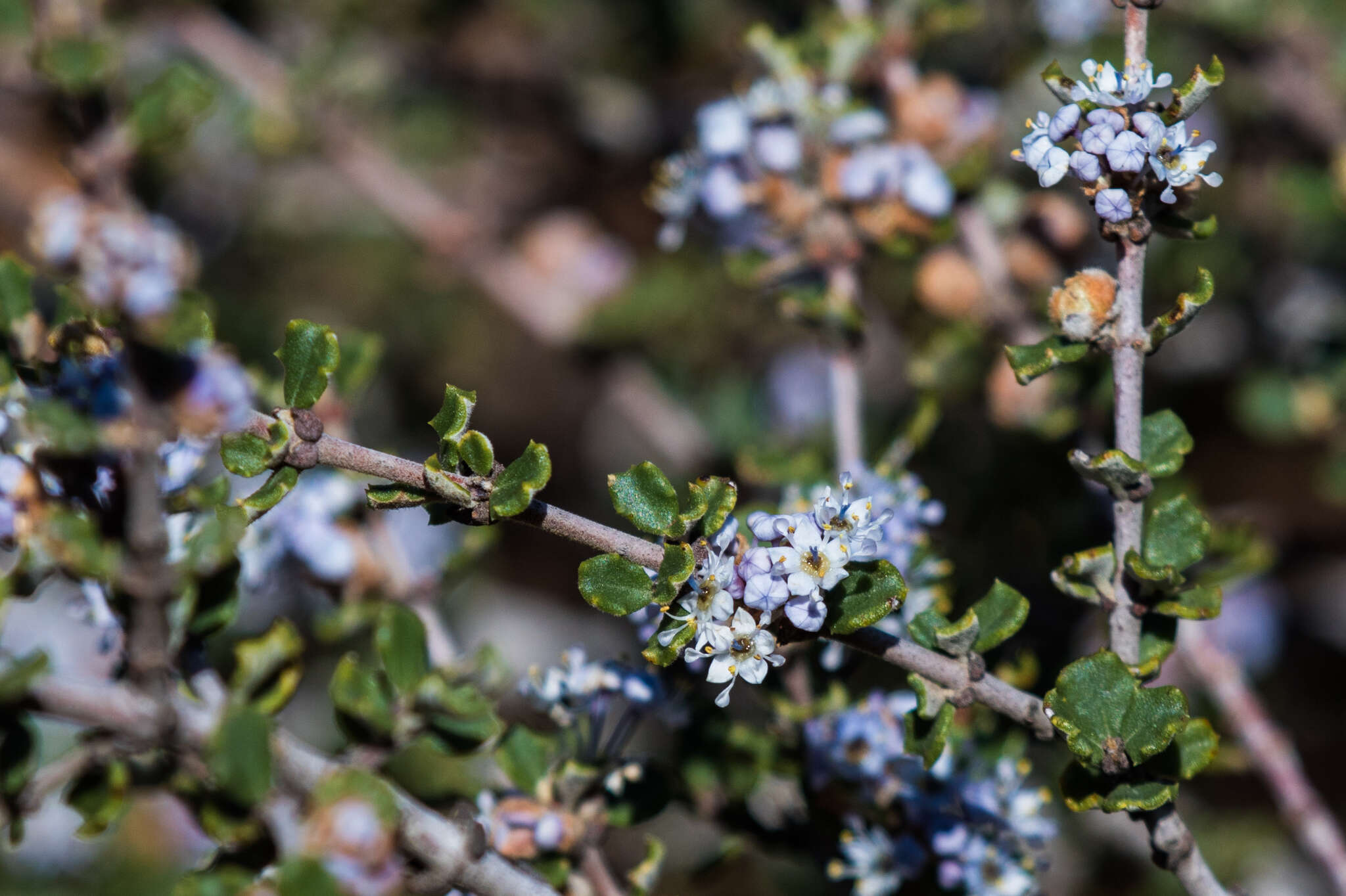 Image of ceanothus