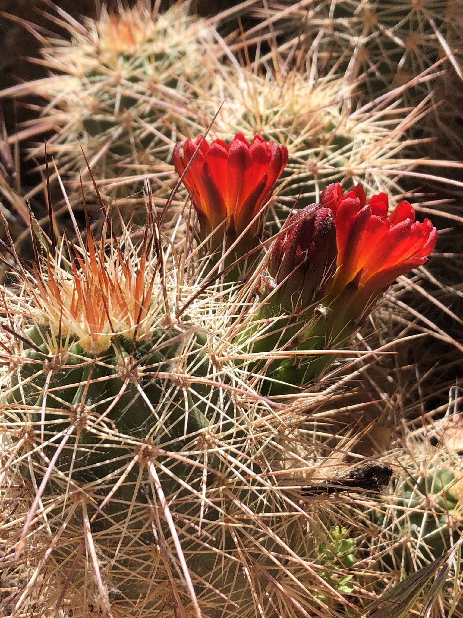 Image de Echinocereus coccineus subsp. coccineus