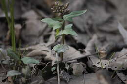 Image of Limestone Bittercress