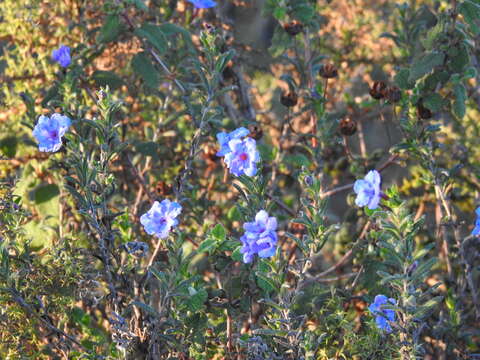 Image of Glandora prostrata subsp. lusitanica (Samp.) D. C. Thomas