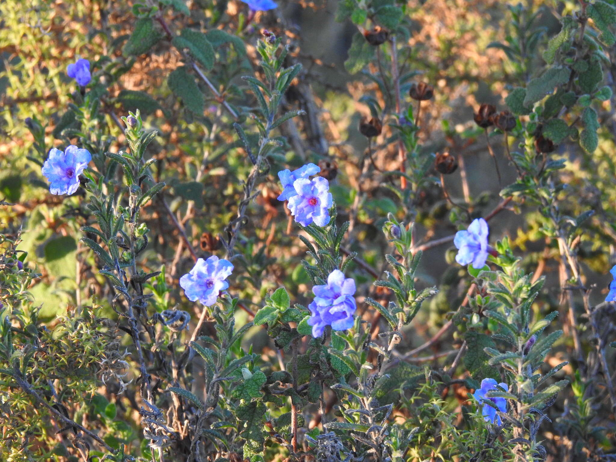 Plancia ëd Glandora prostrata subsp. lusitanica (Samp.) D. C. Thomas