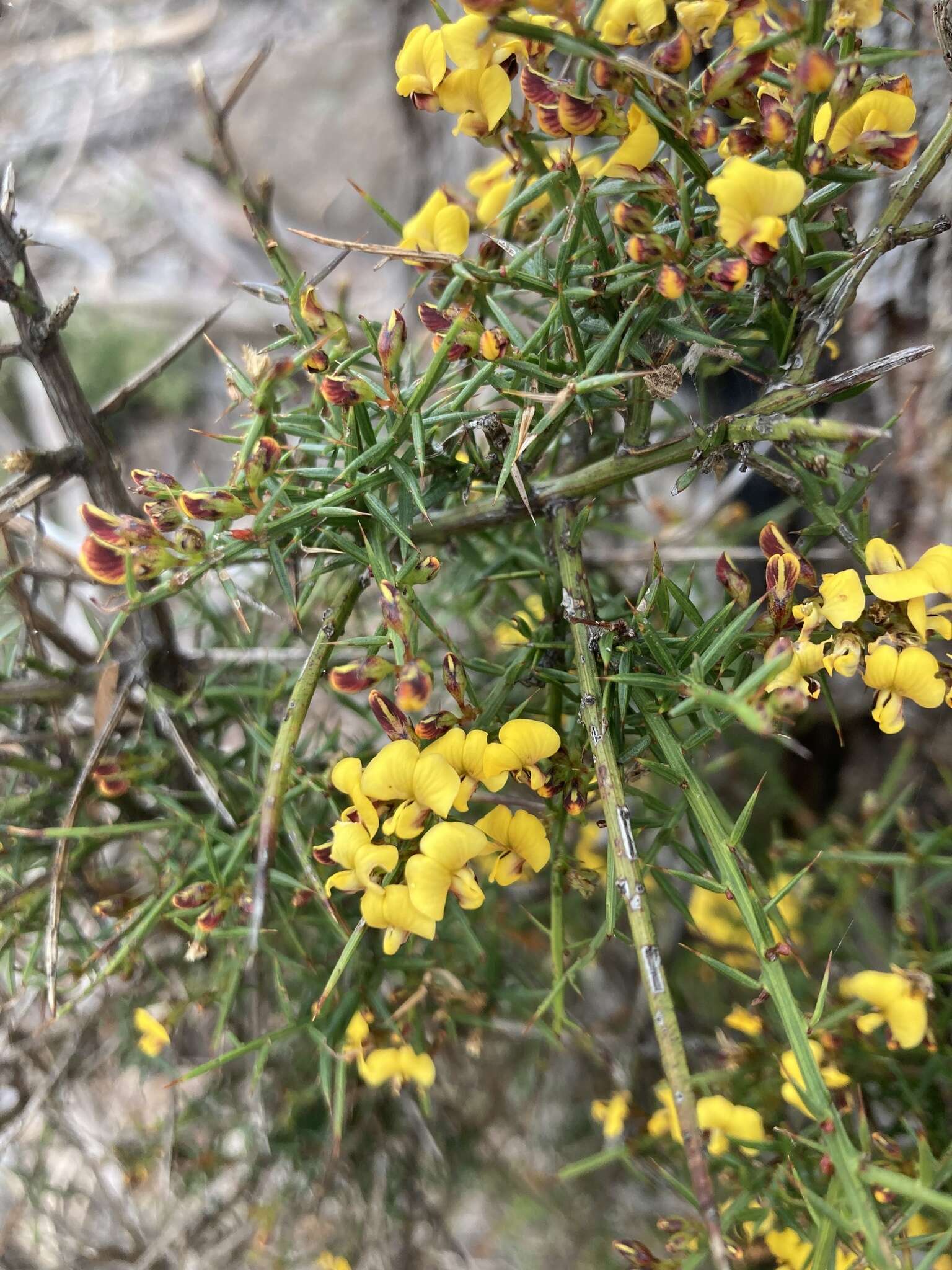 Image de <i>Daviesia <i>ulicifolia</i></i> subsp. ulicifolia