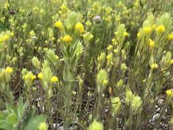 Image of cutleaf Indian paintbrush