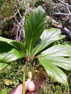 Image of black hellebore