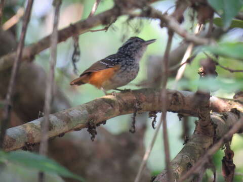 Image of Peruvian Warbling Antbird