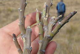 Image of Carmichaelia crassicaulis subsp. crassicaulis