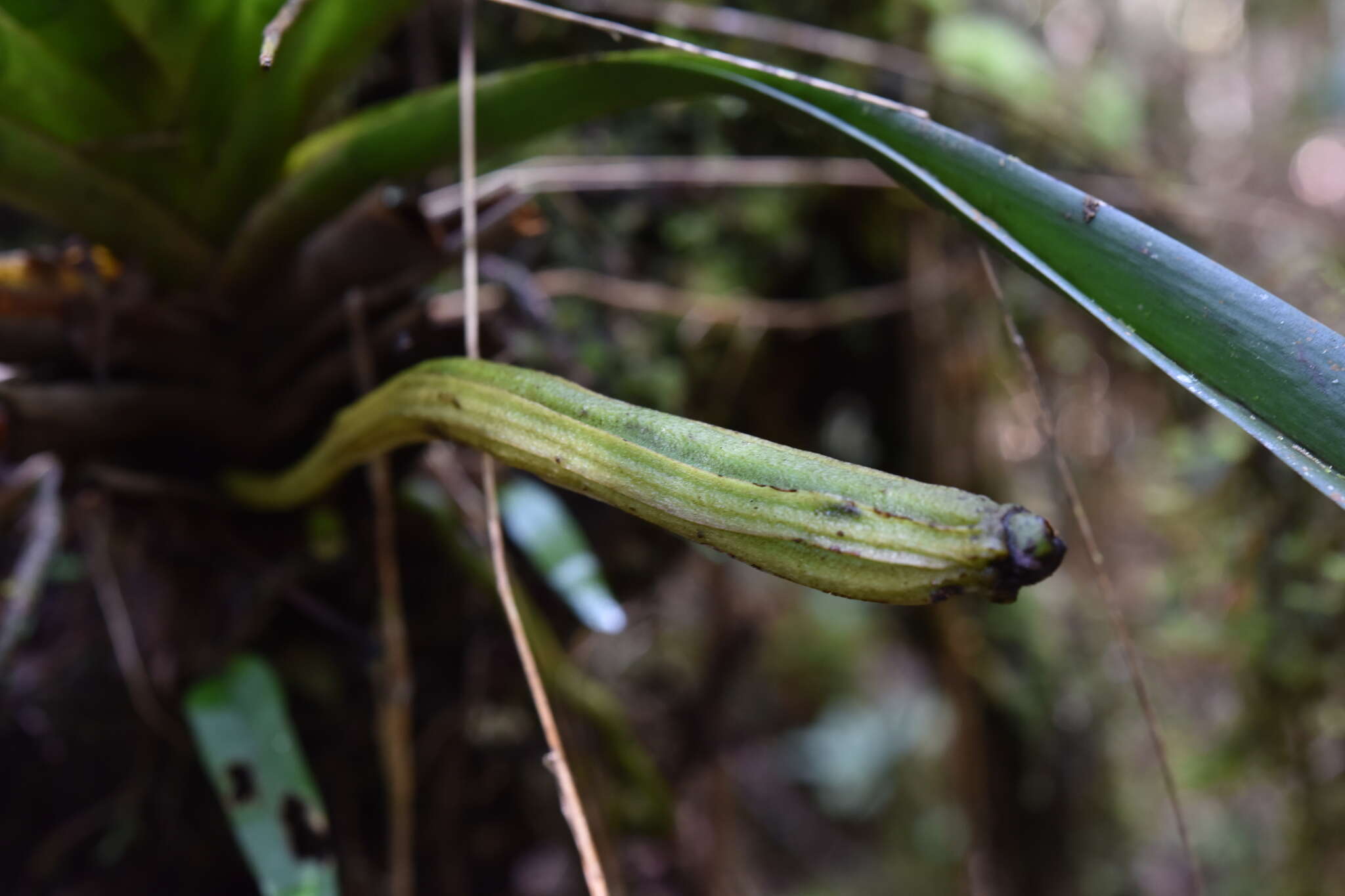 Plancia ëd Jumellea arachnantha (Rchb. fil.) Schltr.