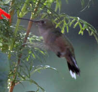 Image of Broad-tailed Hummingbird