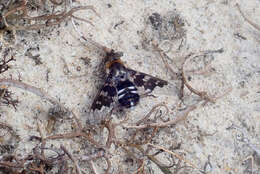 Image of Mottled bee-fly