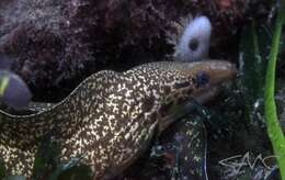 Image of Australian moray