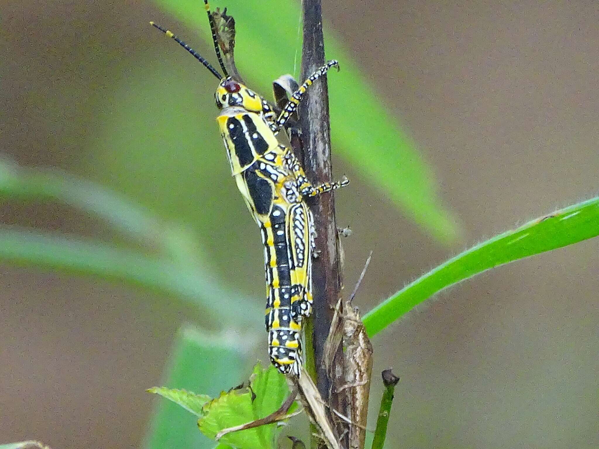 Image of Variegated grasshopper