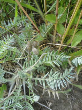 Image of Oxytropis ruthenica Vassilcz.