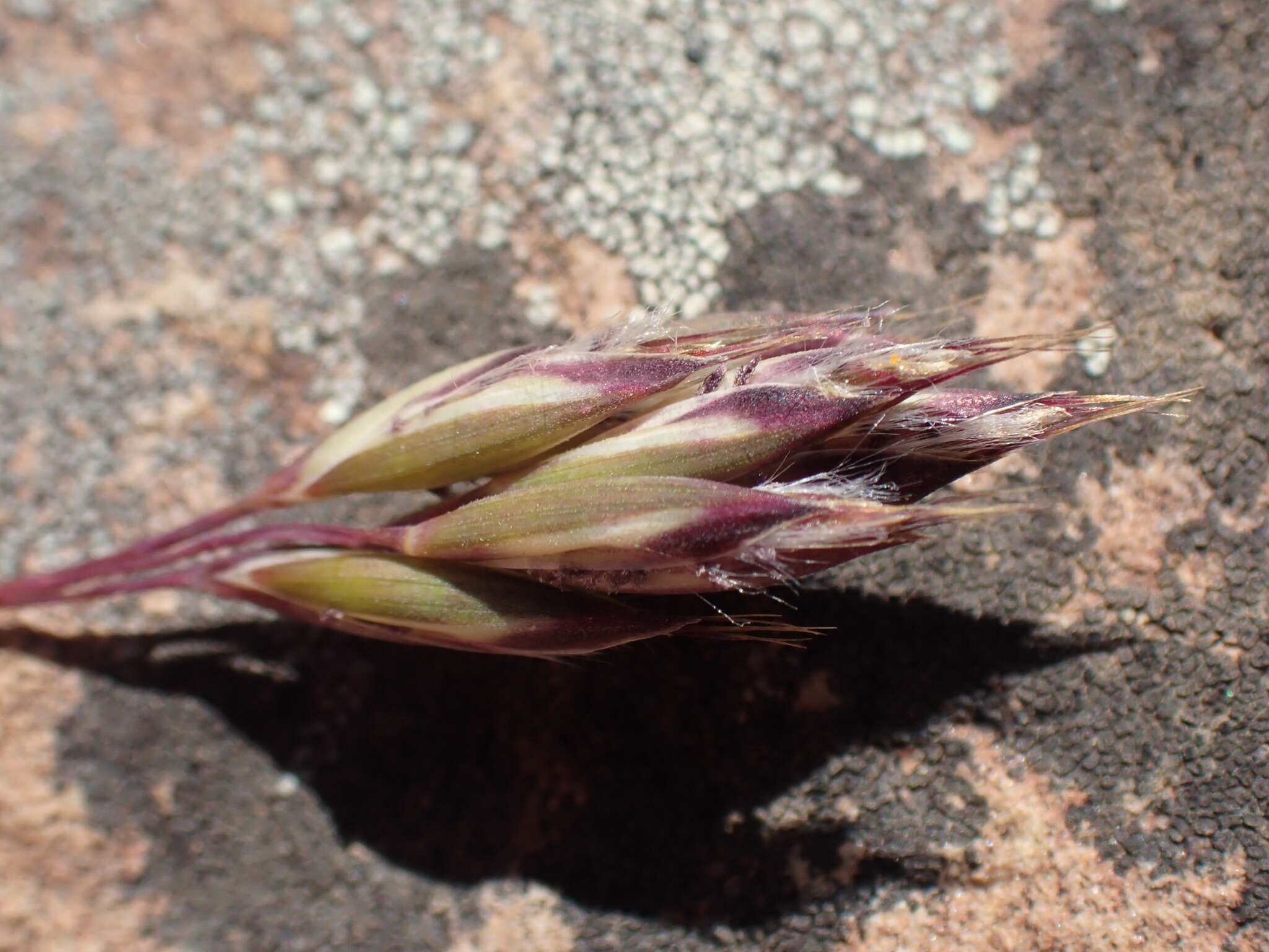 صورة Tribolium purpureum (L. fil.) Verboom & H. P. Linder