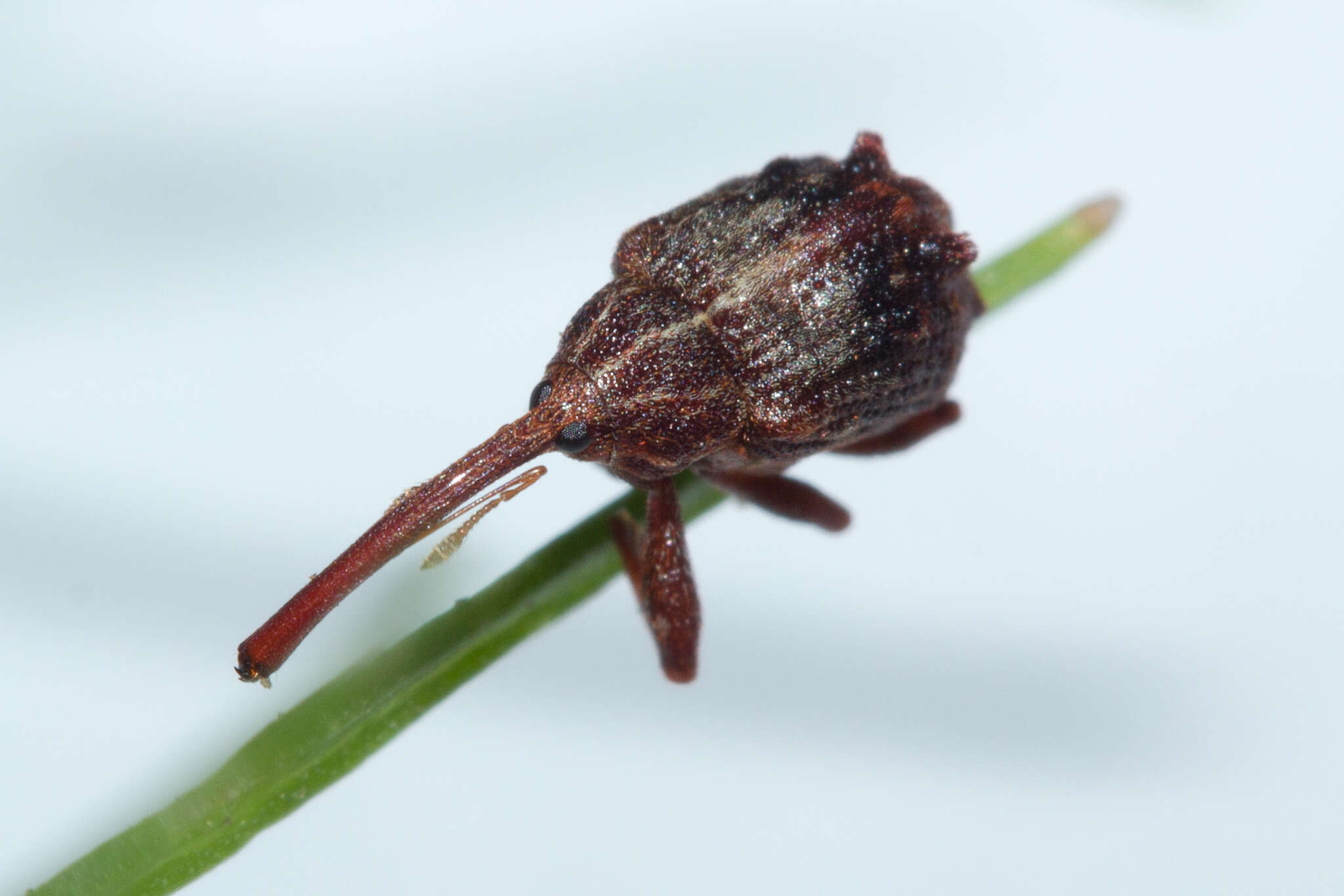 Image of Apple Curculio