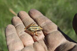 Image of Striped Stream Frog