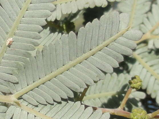 Image of cootamundra wattle