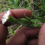 Image of Noticastrum marginatum (Kunth) Cuatrec.