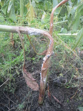 Image of Sclerotinia sclerotiorum (Lib.) de Bary 1884