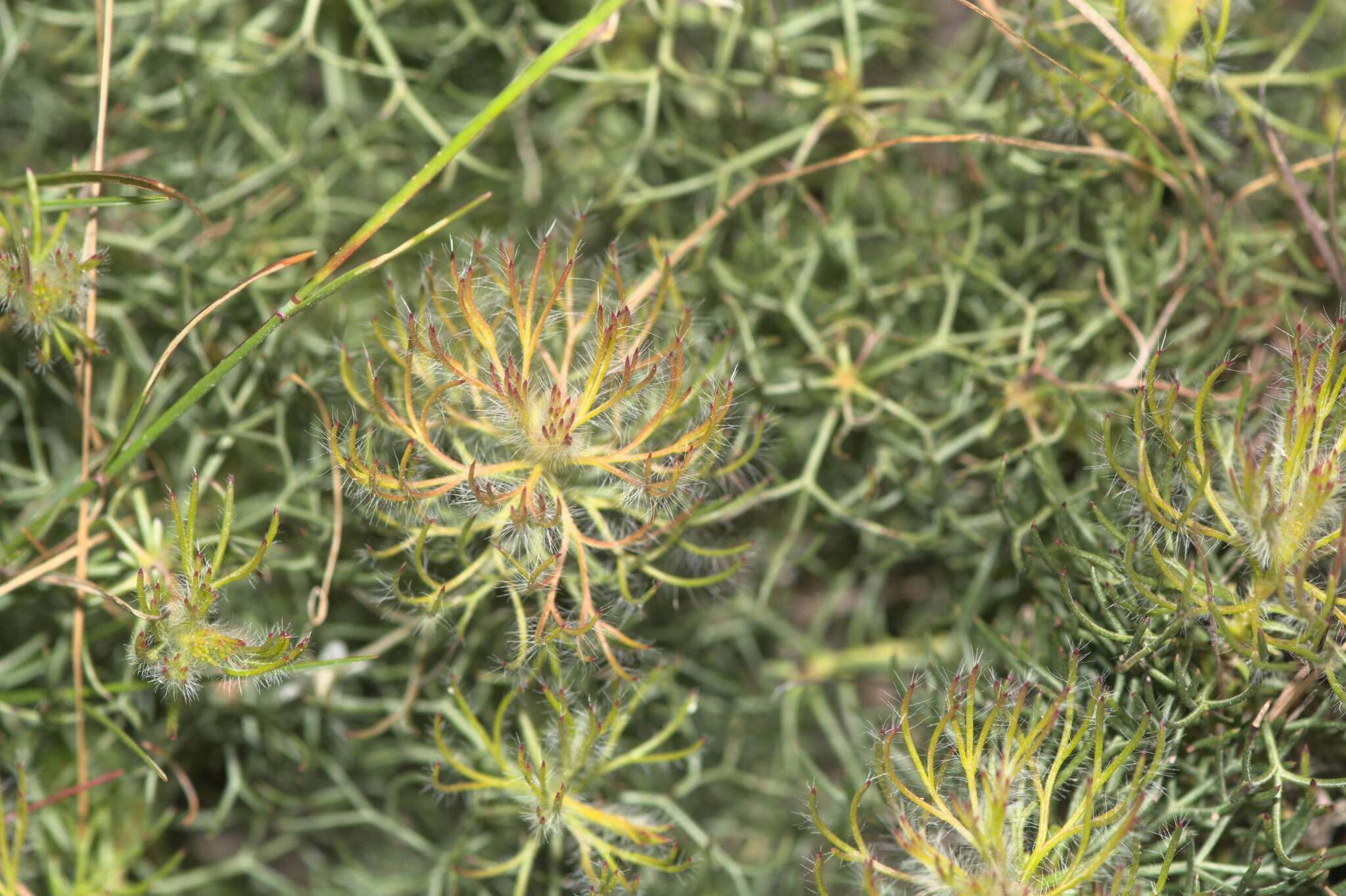 Plancia ëd Serruria cyanoides (L.) R. Br