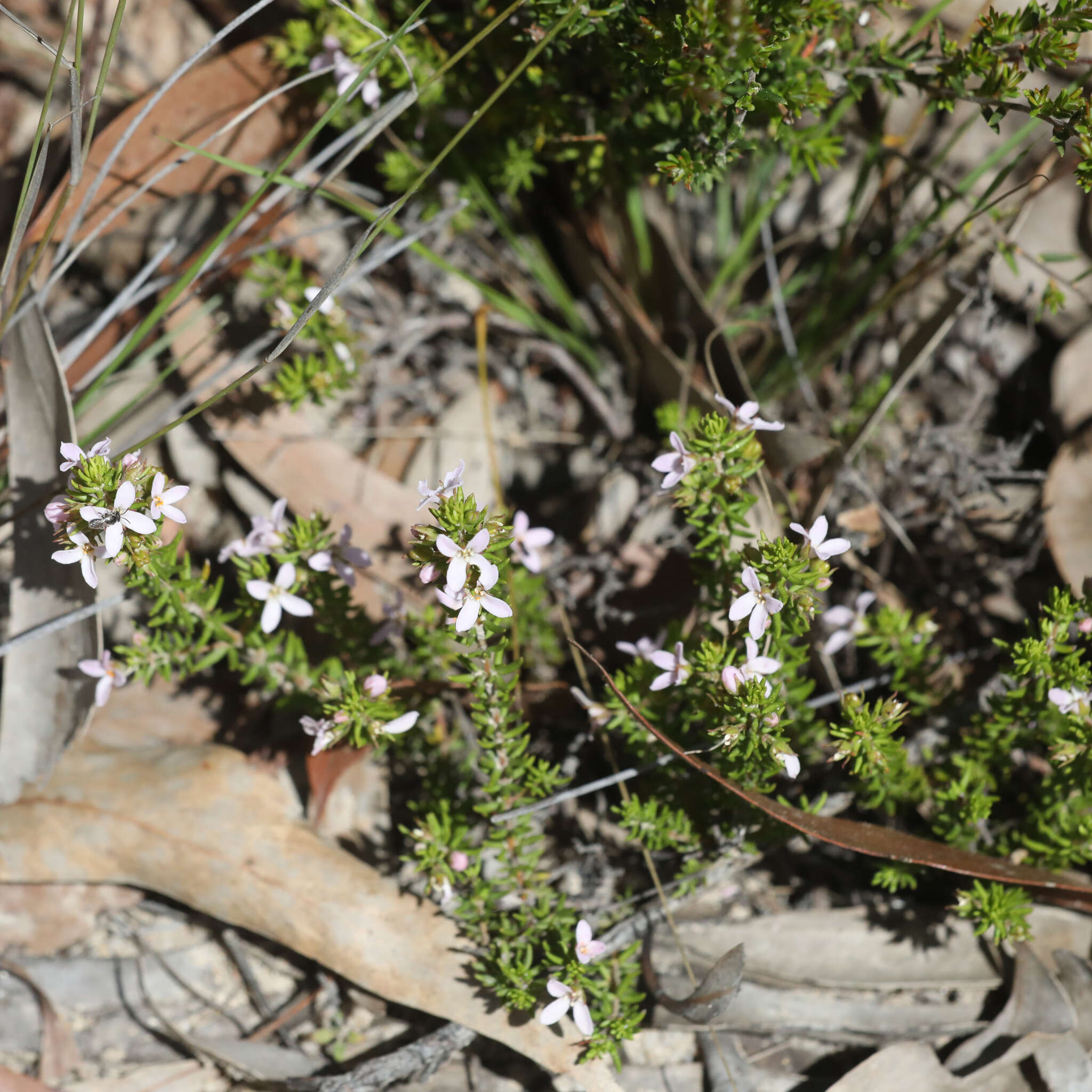 Image of Zieria aspalathoides A. Cunn. ex Benth.