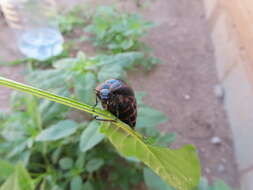 Image of Megetra punctata Selander 1965