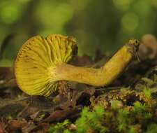 Imagem de Phylloporus pelletieri (Lév.) Quél. 1888