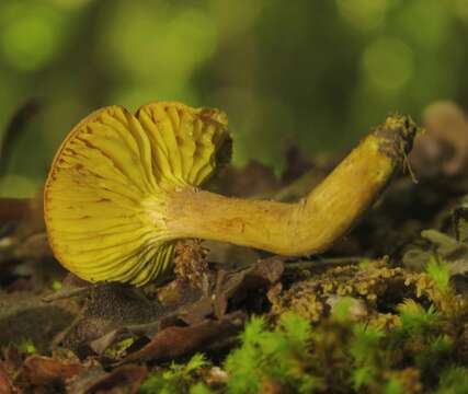 Image of Golden-gilled bolete