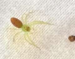 Image of Magnolia Green Jumper