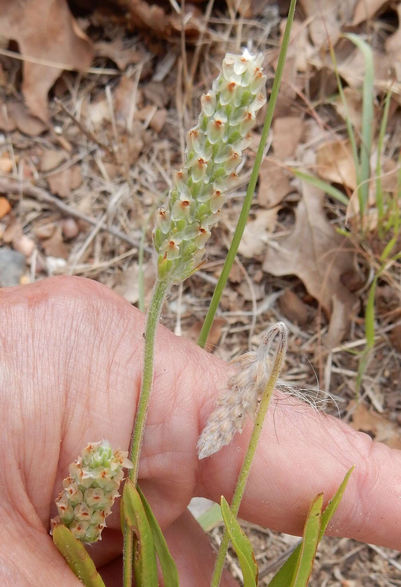 Image of Wright's plantain