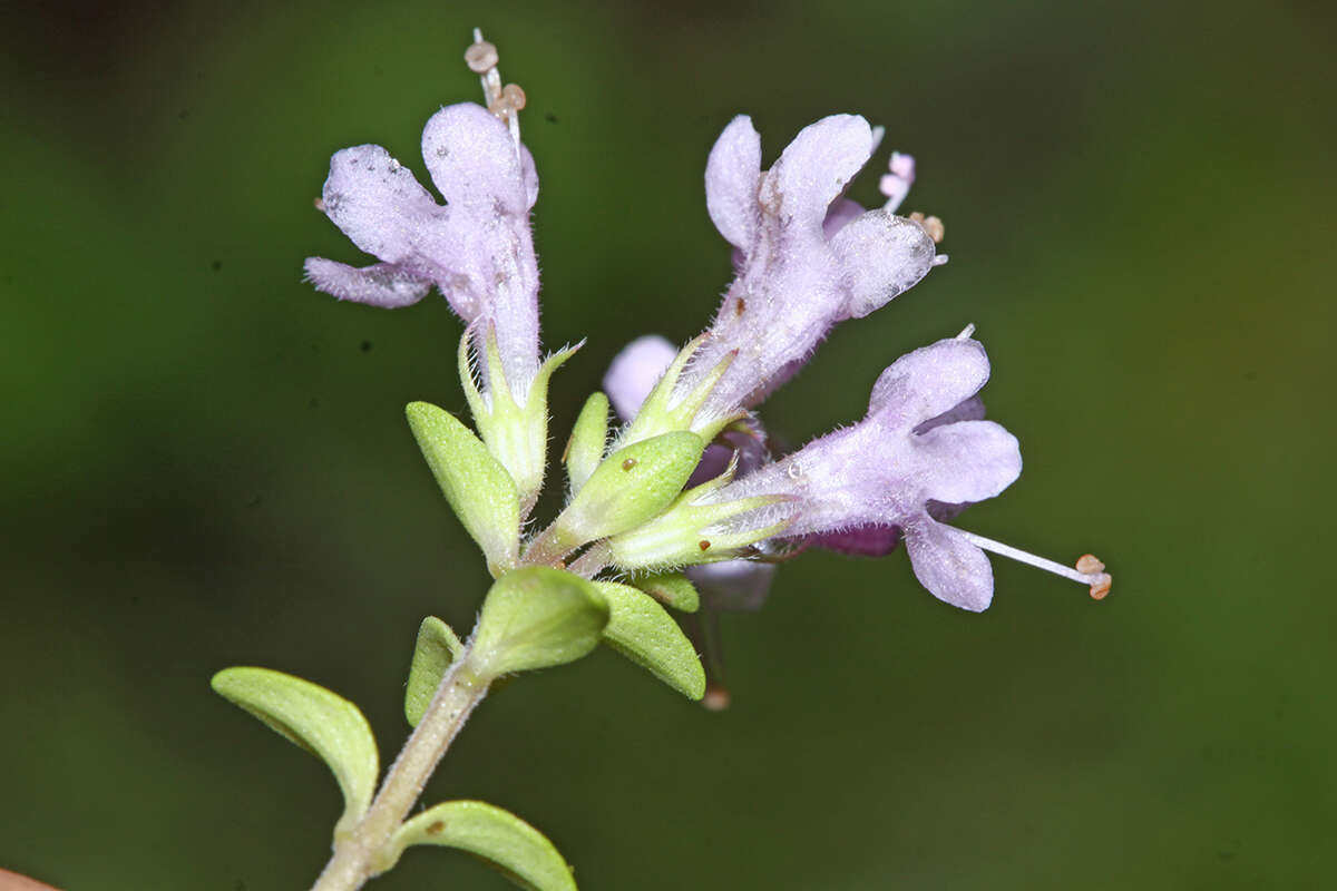 Слика од Thymus ternejicus