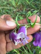 Penstemon leonensis Straw的圖片