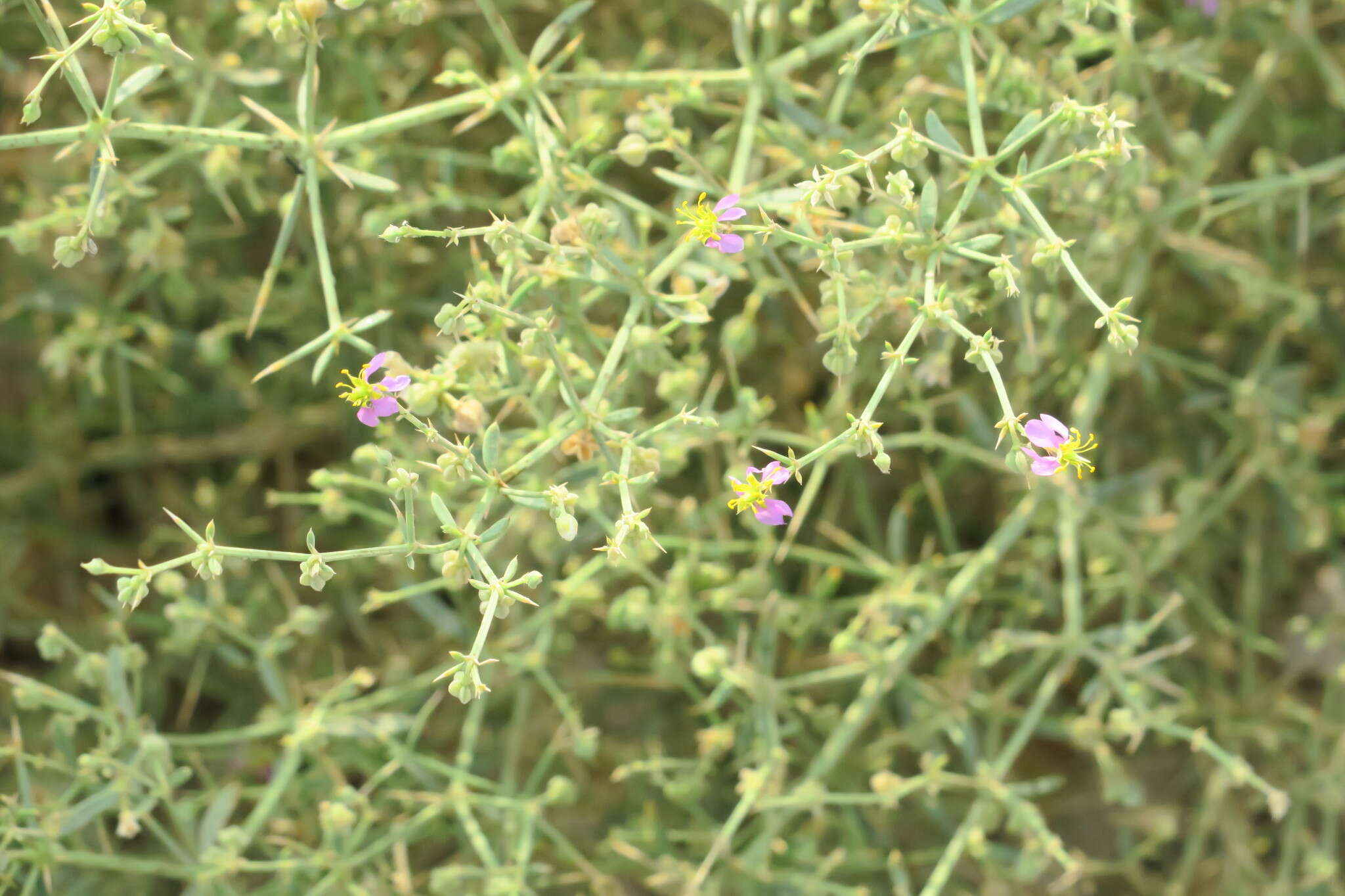 Image of Fagonia indica Burm. fil.