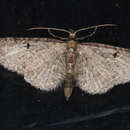 Image de Eupithecia distinctaria Herrich-Schäffer 1846