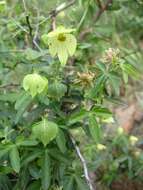 Plancia ëd Dalechampia capensis A. Spreng.