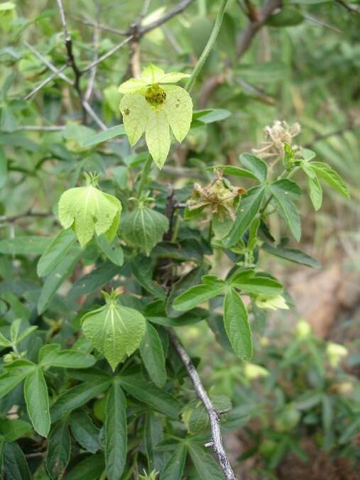 Image of Dalechampia capensis A. Spreng.