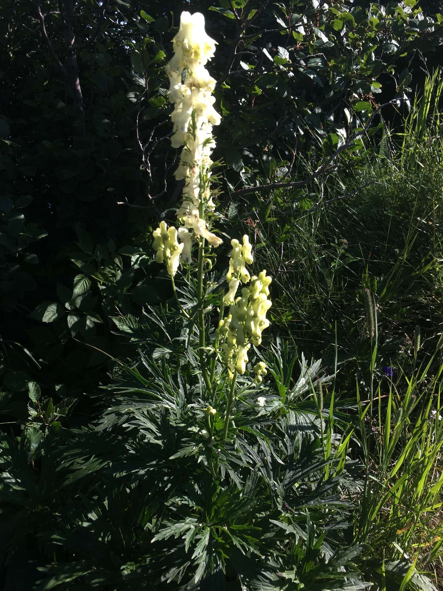 Image of monkshood