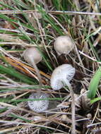 Image of Mycena pseudopicta (J. E. Lange) Kühner 1938