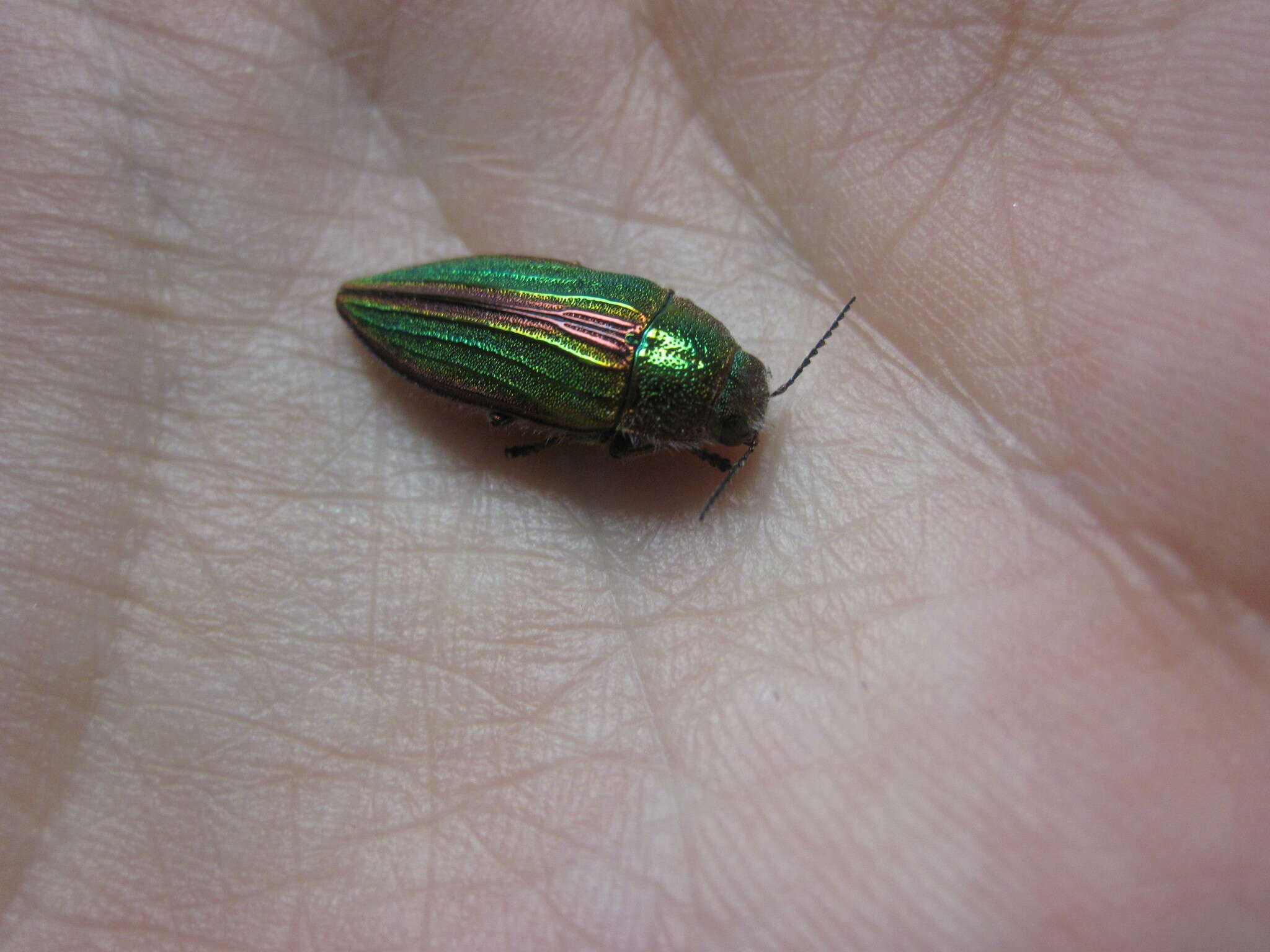 Imagem de Buprestis aurulenta Linnaeus 1767