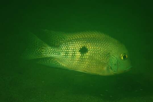 Image of Butterfly cichlid