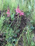 Image of Diascia purpurea N. E. Br.