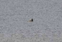 Image of Podiceps nigricollis gurneyi (Roberts 1919)